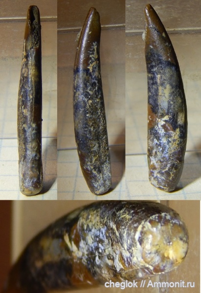 рептилии, мел, позвоночные, Джарамук