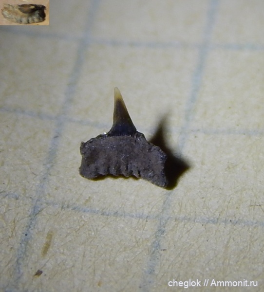 юра, акулы, волжский ярус, Капотня, зубы акул, Synechodontiformes