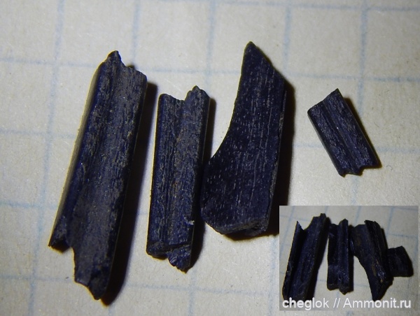 юра, рыбы, позвоночные, волжский ярус, Капотня, шипы, ихтиодорулиты