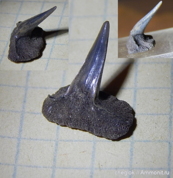 юра, позвоночные, акулы, волжский ярус, зубы акул, зубы рыб, Карамышевская набережная, Sphenodus stschurowskii