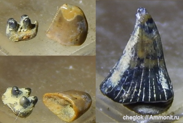 триас, амфибии, позвоночные, лабиринтодонты, Волгоград, зубы амфибий