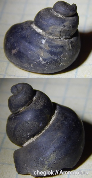 гастроподы, моллюски, юра, Москворечье, волжский ярус