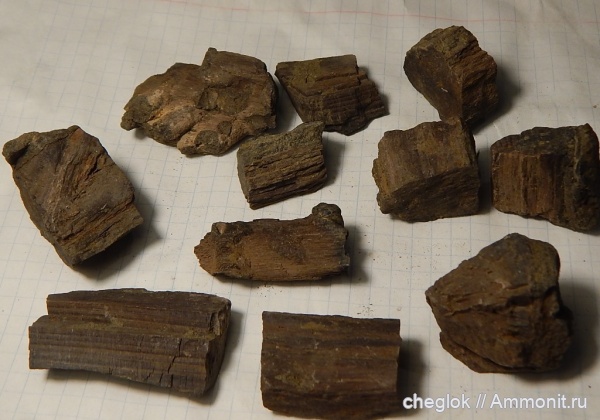 юра, волжский ярус, окаменевшее дерево, Капотня