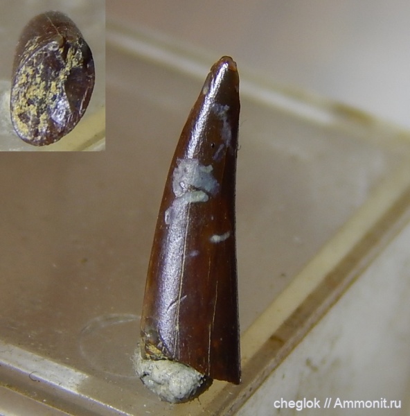 мел, Узбекистан, зубы позвоночных, Джарамук