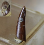 зуб  из Узбекистана