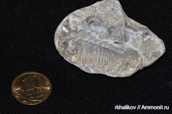 трилобиты, ордовик, Эстония, toxochasmops, Pterygometopidae, Ordovician