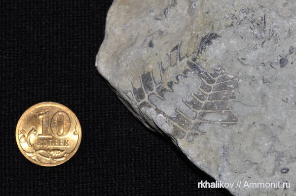 Находки с острова Хийумаа