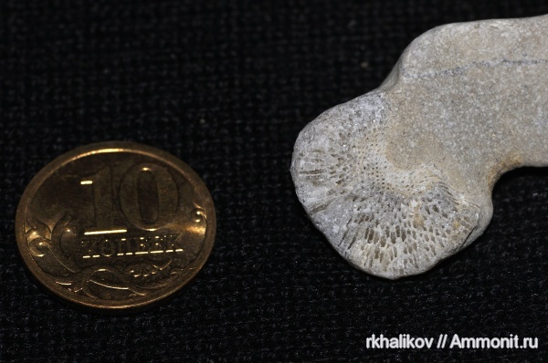 мшанки, Bryozoa, Эстония