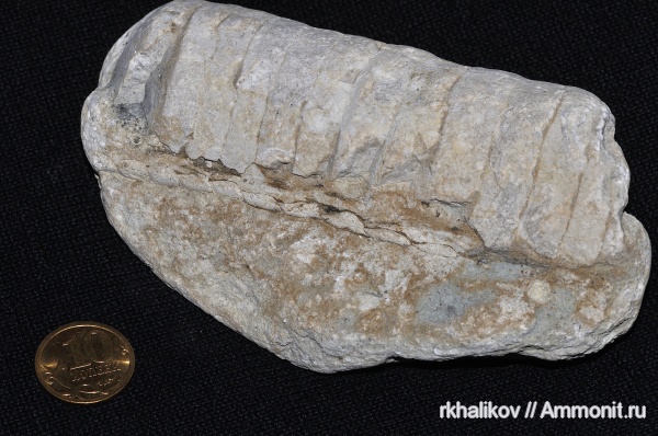 ордовик, головоногие моллюски, эндоцерасы, Endoceras, Эстония, Endocerida, Ordovician