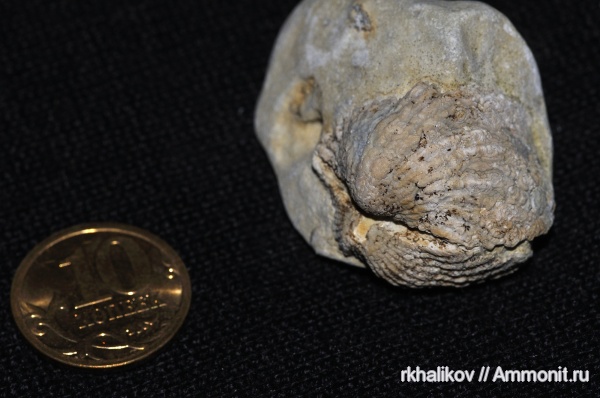 брахиоподы, ордовик, Platystrophia, brachiopoda, Эстония, Platystrophia lynx, Ordovician