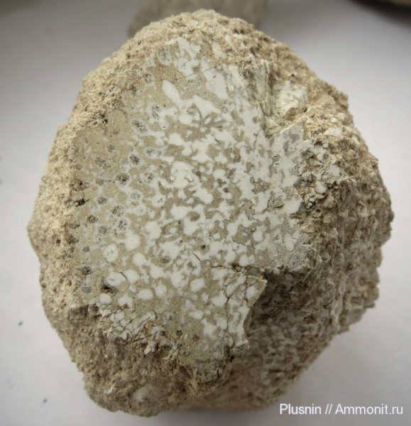 губки, Пермский край, артинский ярус, р. Сылва губки, Пермский край, артинский ярус, р. Сылва