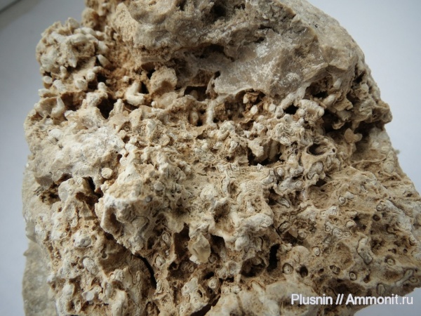 водоросли, артинский ярус, рифы, р. Сылва, Чикали