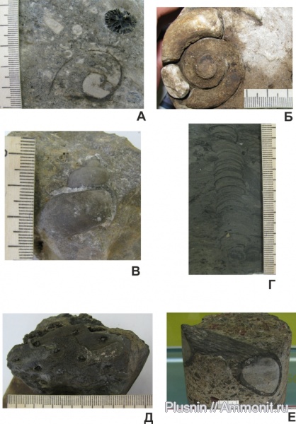 кораллы, кольчатые черви, брюхоногие моллюски, stigmaria, Lepidodendron