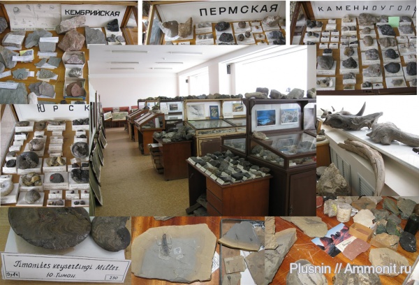 Музей палеонтологии и исторической геологии им. Б.К. Поленова