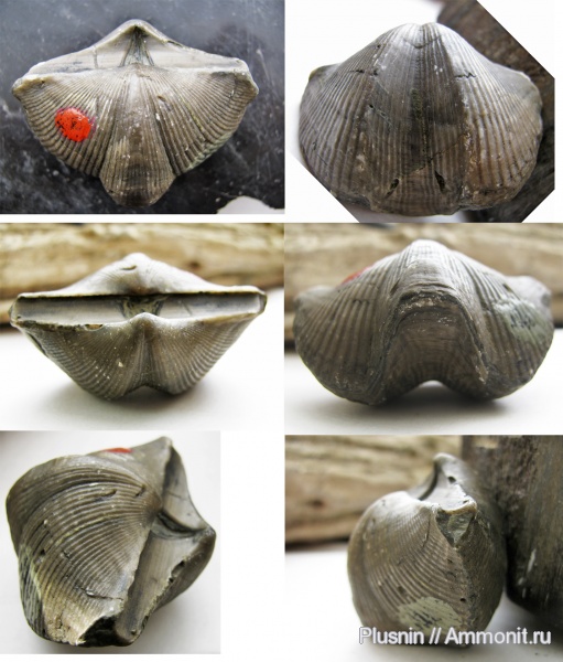 Cyrtospirifer, франский ярус, Музей им. Б.К. Поленова, р. Усьва, Западный Урал