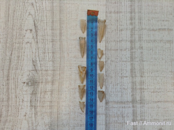 зубы акул, Волгоград, shark teeth