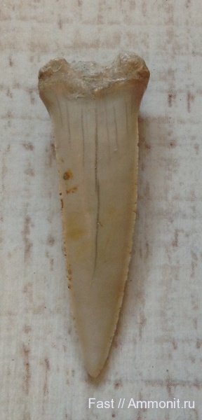 зубы акул, Волгоград, shark teeth