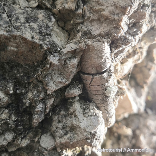 пермский период, Чикали