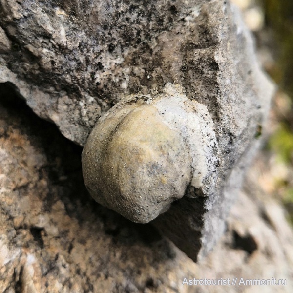 брахиоподы, пермский период, Чикали