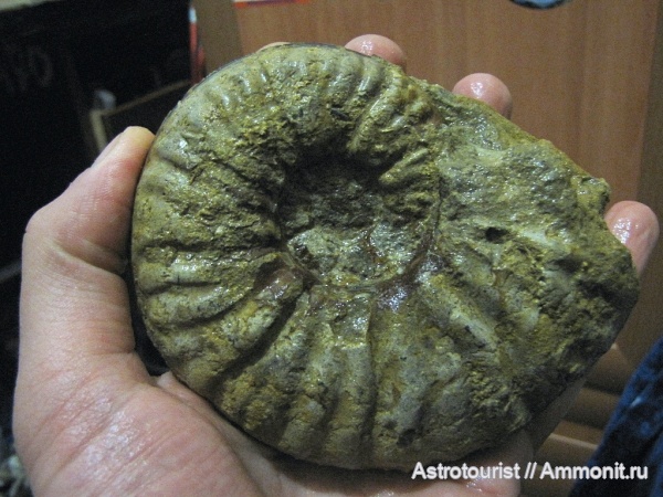 аммониты, Научный, нижний готерив, Oosterella cultrata, Oosterella, Oosterellidae