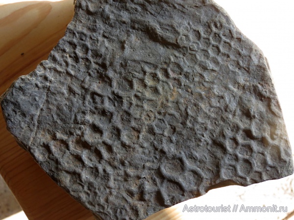 триас, палеодиктион