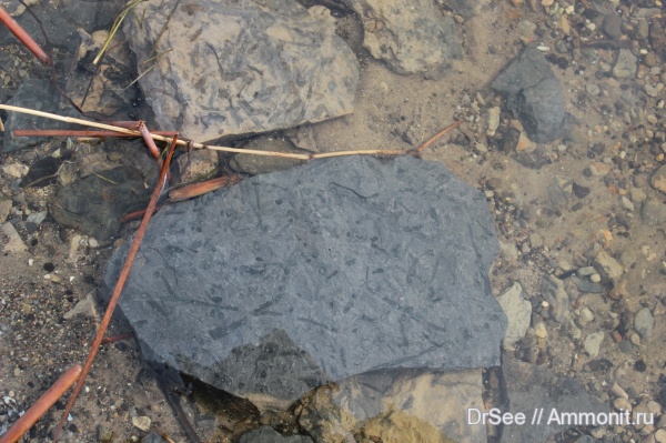 Аммониты,белемниты,двустворчатые