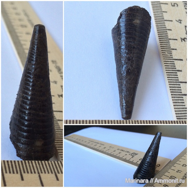 белемниты, фрагмоконы, belemnites, phragmocones