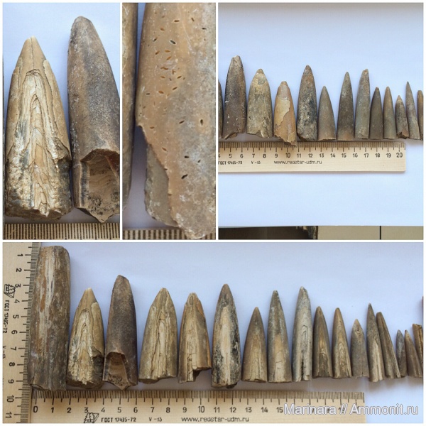 белемниты, belemnites