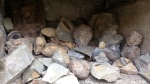 Peltoceratoides и другие виды моллюсков, найденные в одном месте. с.Уркарах, Дагестан
