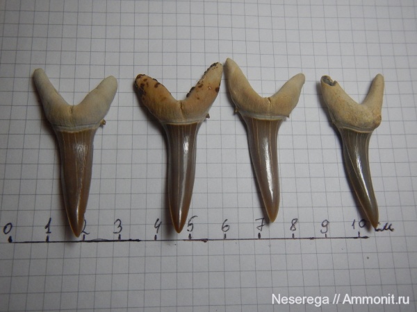 акулы, Казахстан, зубы акул, Мангышлак, Striatolamia macrota, shark teeth, sharks