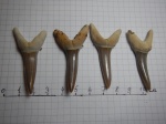 4 зуба Striatolamia macrota