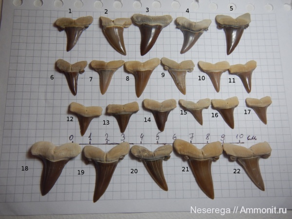 акулы, зубы акул, Мангышлак, shark teeth, sharks
