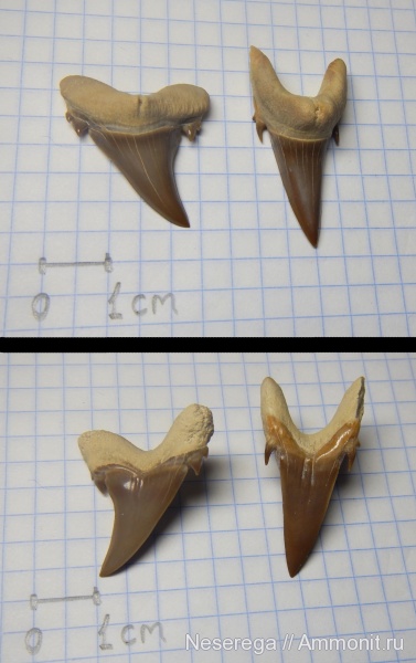 эоцен, акулы, зубы акул, Мангышлак, Jaekelotodus trigonalis, shark teeth, sharks