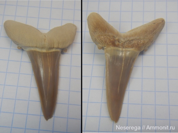 акулы, зубы акул, Мангышлак, бартон, Striatolamia macrota, shark teeth, sharks