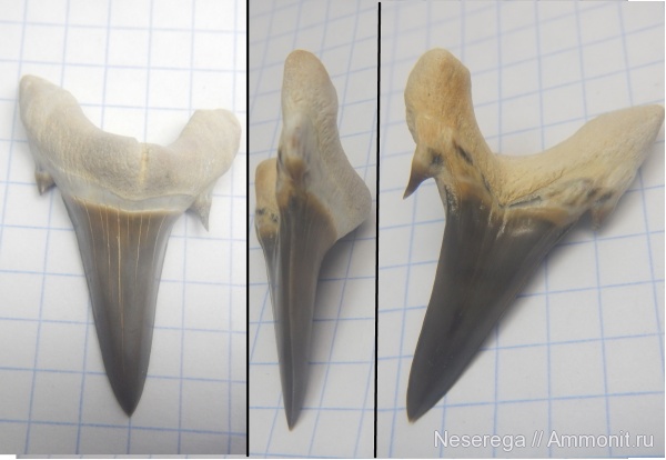 акулы, зубы акул, Мангышлак, бартон, Jaekelotodus trigonalis, shark teeth, sharks