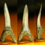 Зуб акулы 	Striatolamia