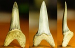 Зуб акулы Striatolamia cf. striata