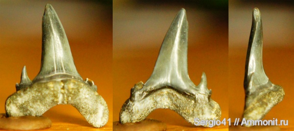 палеоцен, Волгоград, palaehypotodus