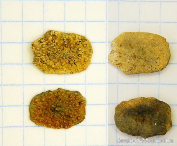 палеоцен, Волгоград, Дермальные пластинки, рыбы кузовки, Ostracion