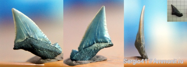 палеоген, Волгоград, Palaeocarcharodon orientalis