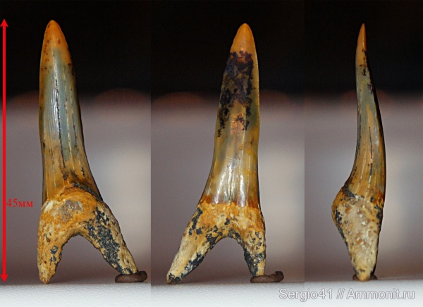 палеоцен, Striatolamia