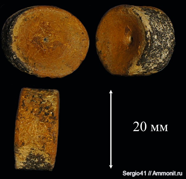 палеоцен, акулы, позвонки, Волгоград, sharks