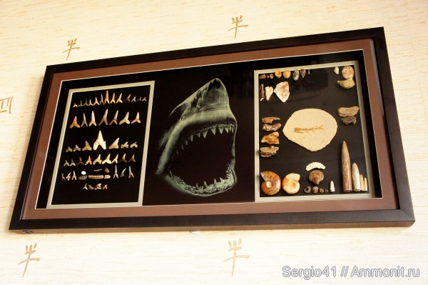 белемниты, палеоарт, Ammonites, Otodus, Striatolamia, shark teeth