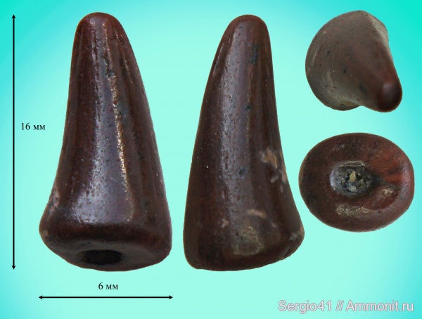 мел, зубы, плезиозавры, мозазавры, Polycotylidae, Волгоград, teeth