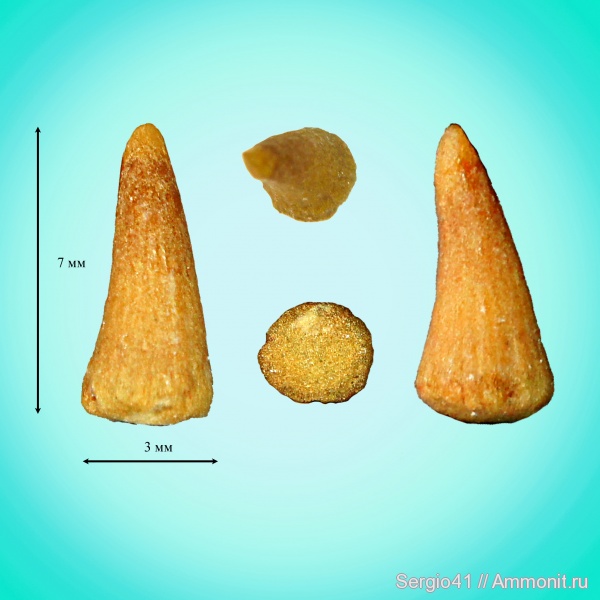 палеоген, рыбы, зубы, Sphyraenodus