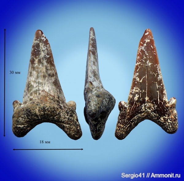 палеоген, зубы, акулы, Otodus, Волгоград, Otodus minor