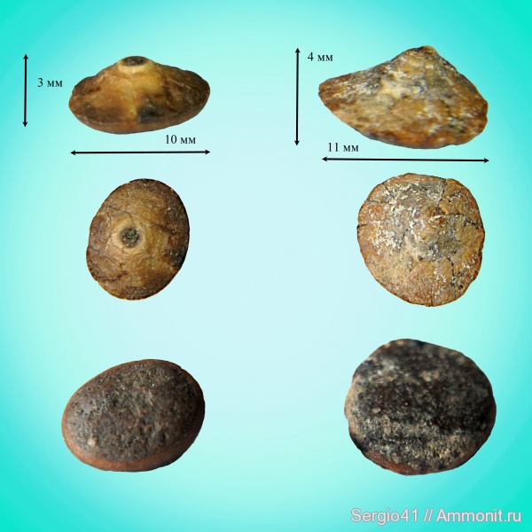 палеоген, позвонки