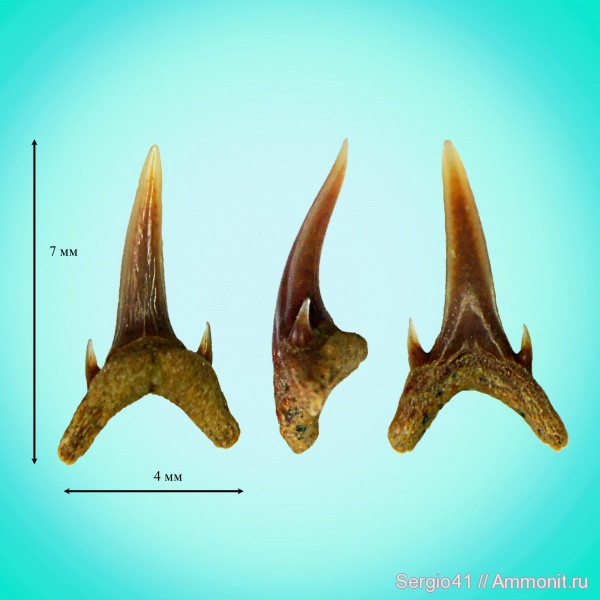зубы, палеоцен, акулы, Striatolamia, Carcharias, Odontaspis winkleri, Волгоград