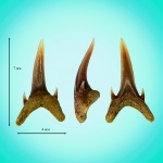 Зуб Carcharias/Odontaspis winkleri