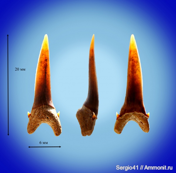 зубы, палеоцен, акулы, Striatolamia, Carcharias, Волгоград